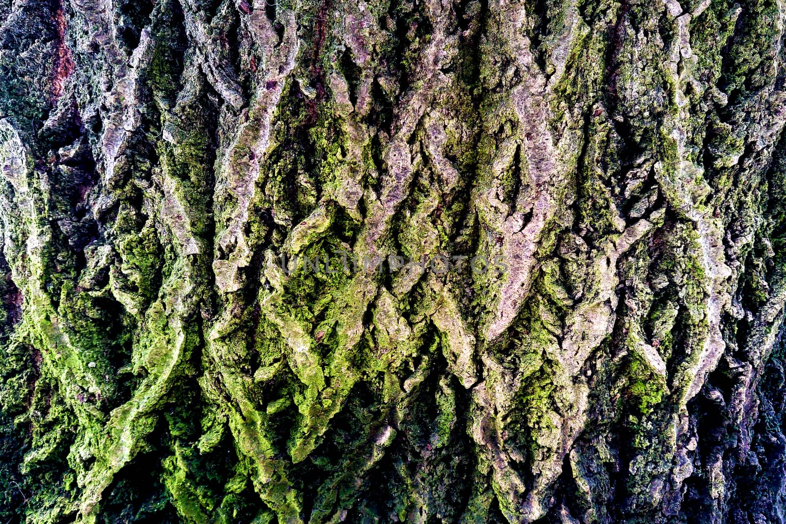 Closeup of tree trunk with green moss, background by kip02kas
