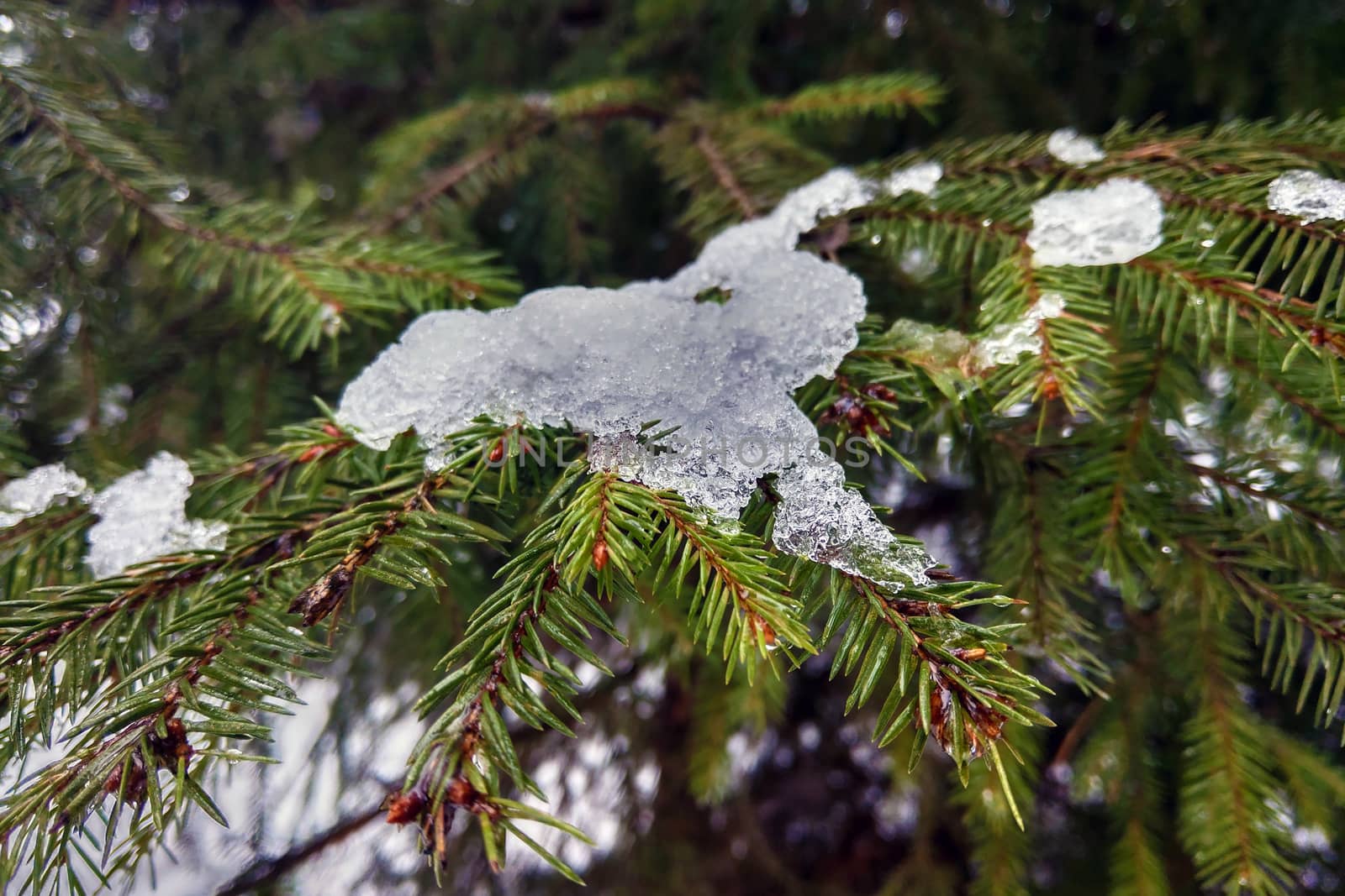 snow melts on a pine branch, the beginning of spring. by kip02kas