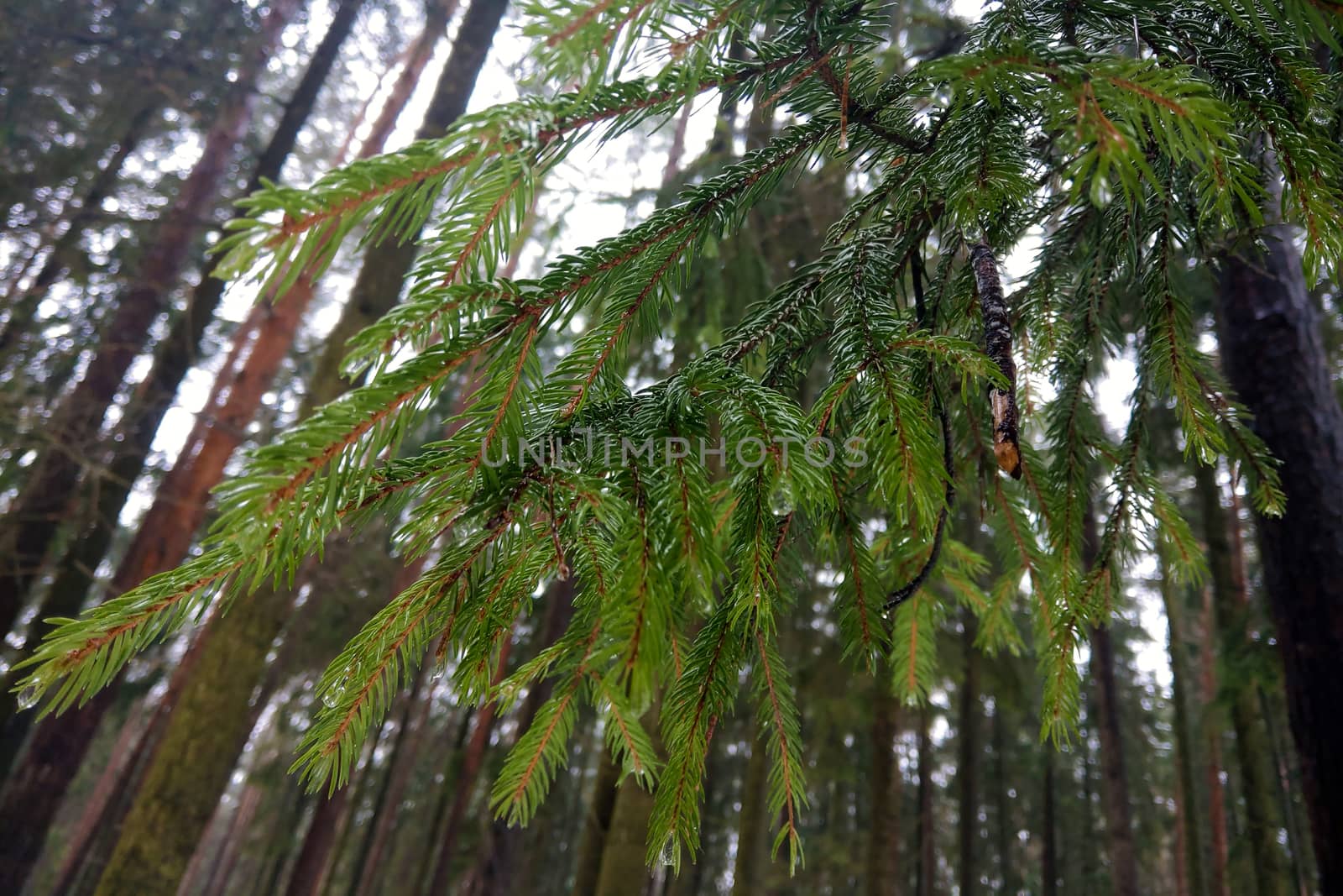 Green young branch spruce spring in the park. by kip02kas