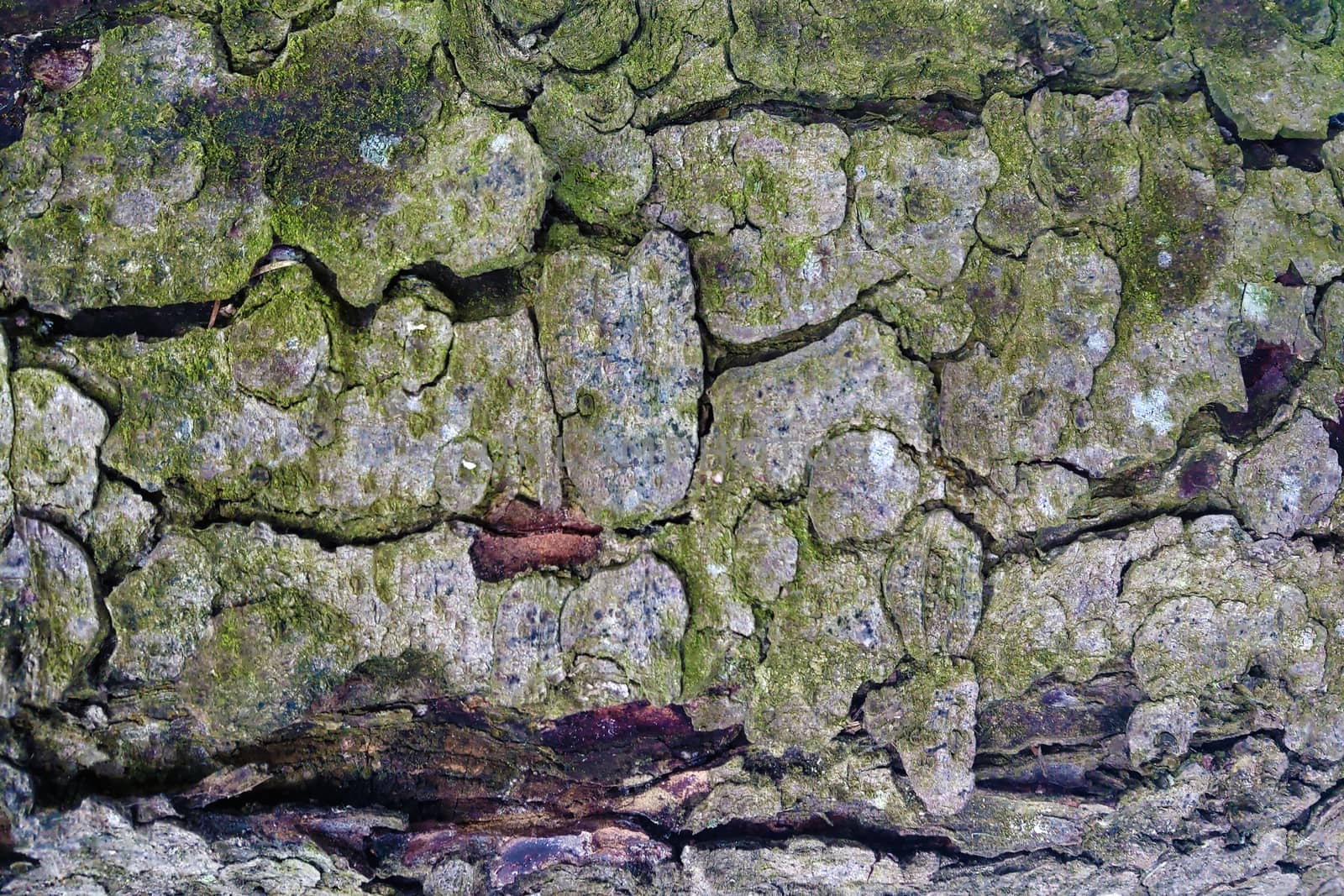 Tree trunk, spruce or pine, background pattern