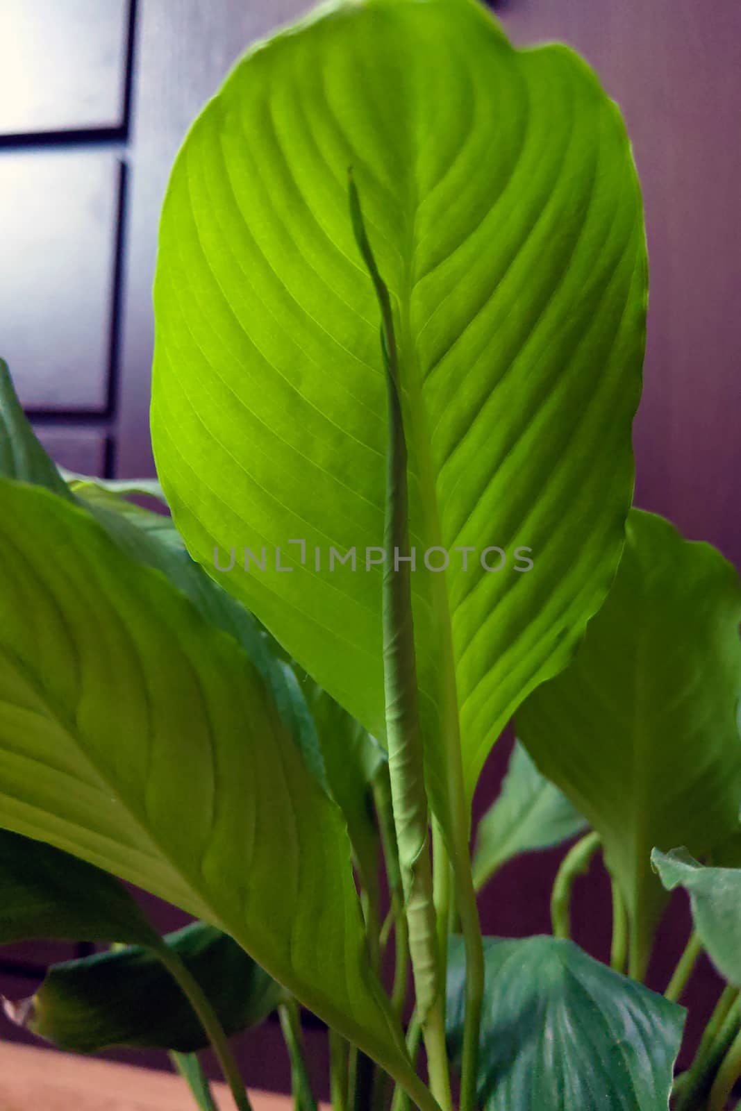 Beautiful young green leaves of houseplant. Background by kip02kas