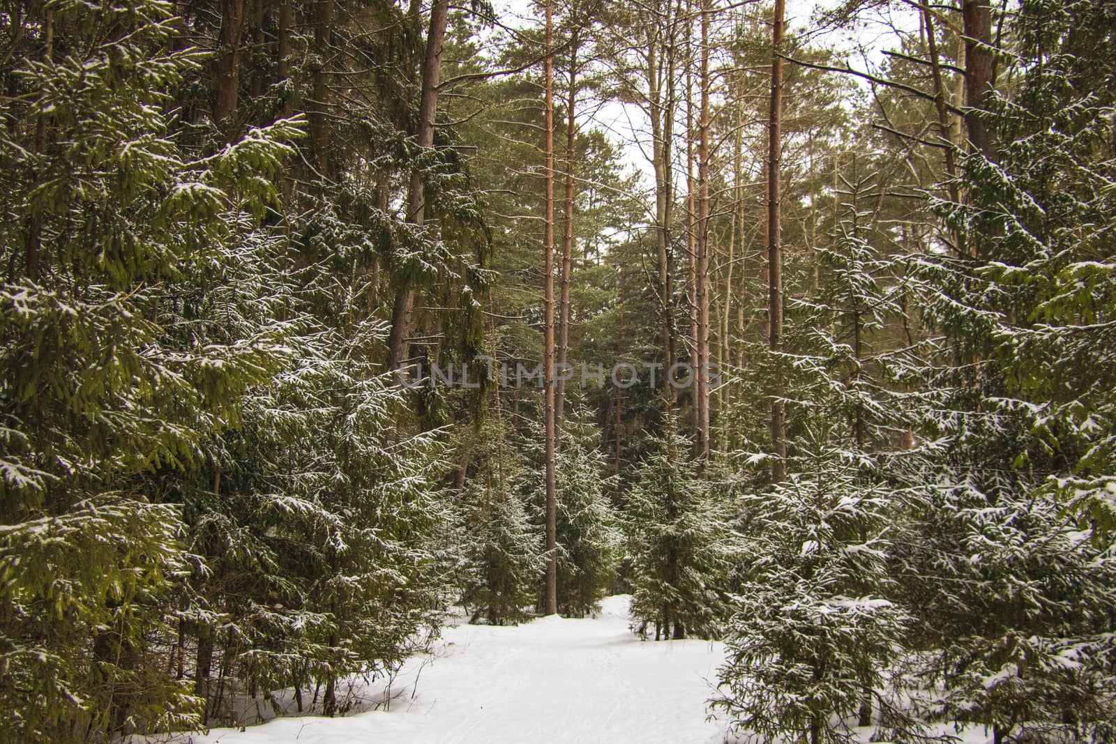 Beautiful winter forest on a clear frosty day. by kip02kas