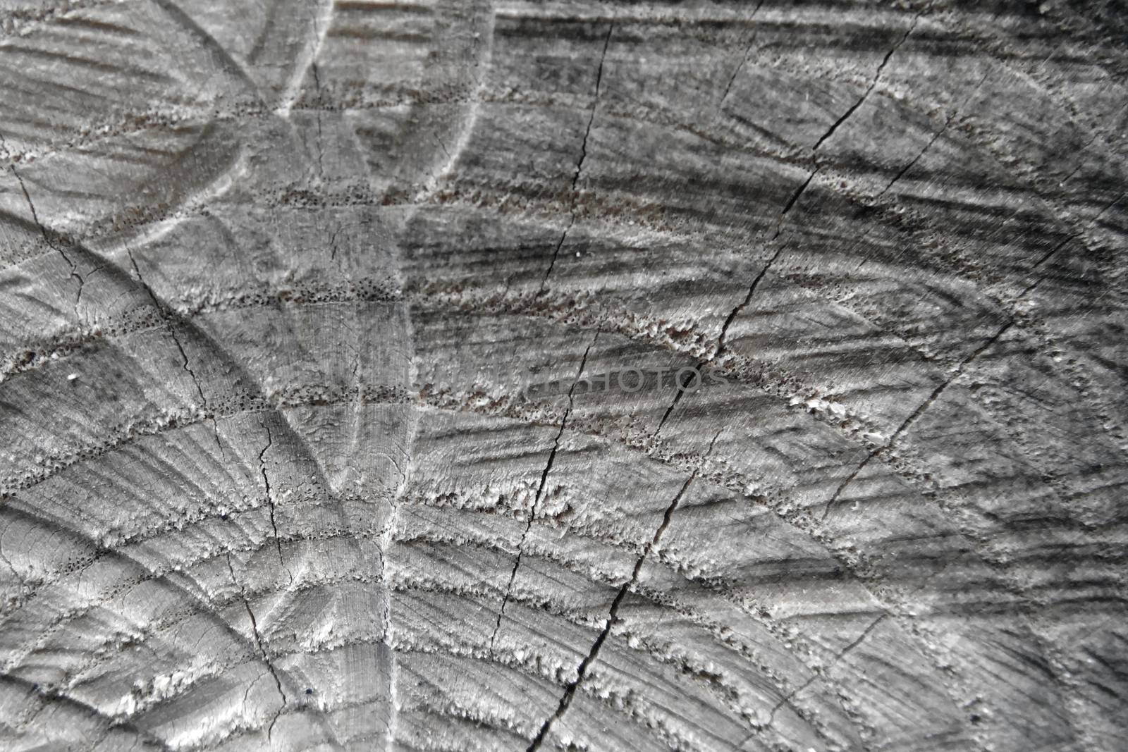 Close view of a warm orange tree stump with rings and texture highlights