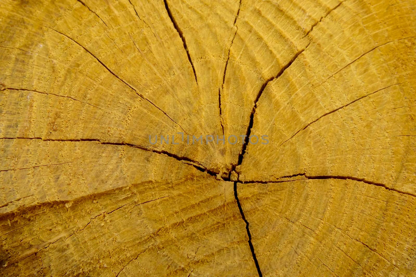 stump of oak tree felled - section of the trunk with annual rings. by kip02kas