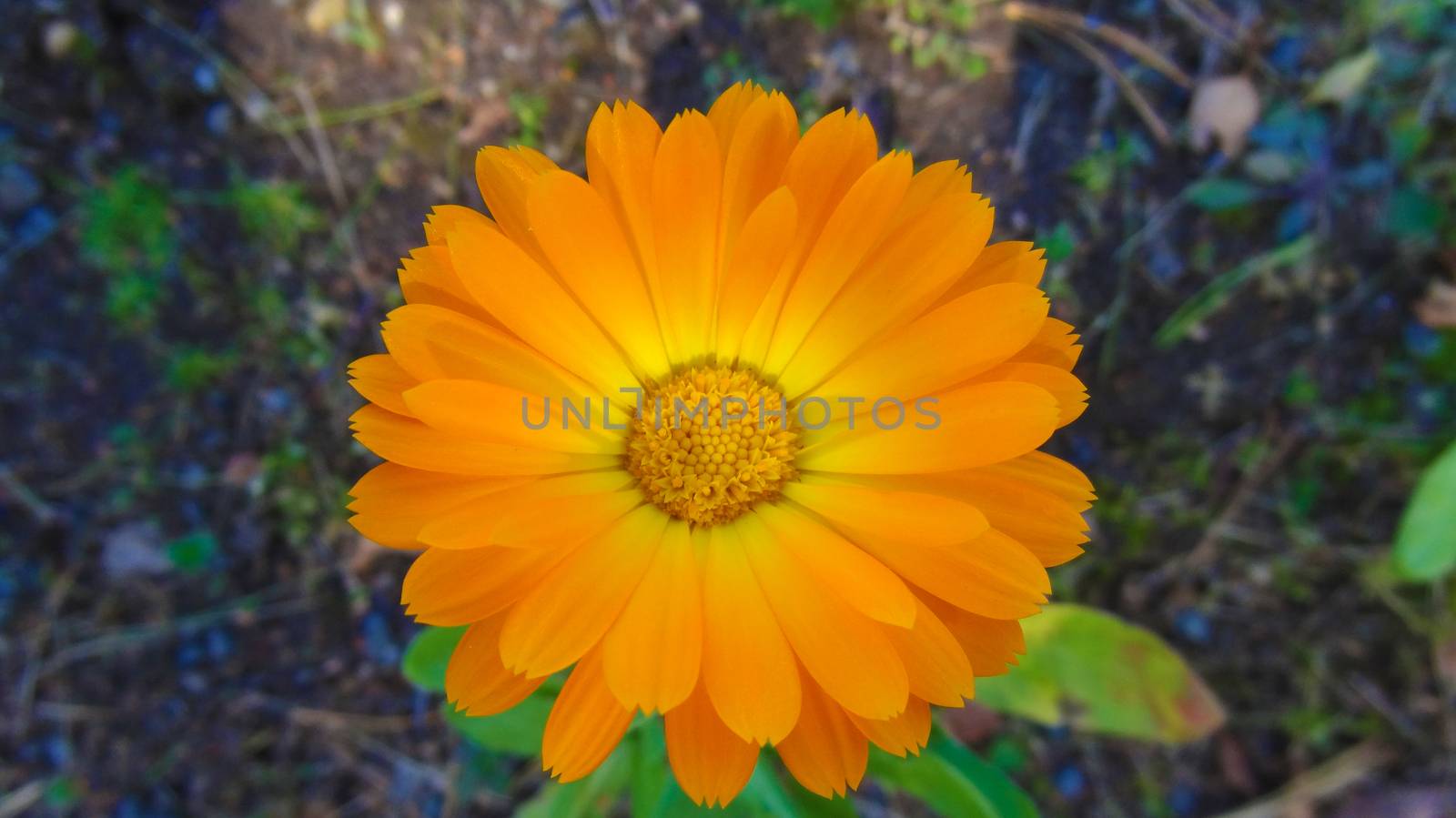 Pot marigold Calendula officinalis isolated on blur background. by kip02kas