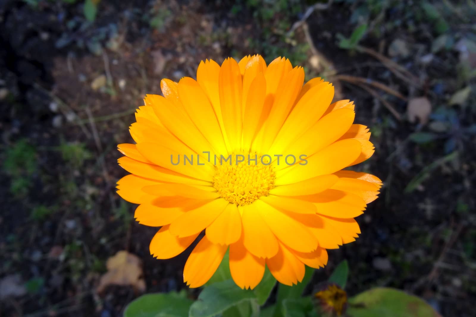 Pot marigold Calendula officinalis isolated on blur background