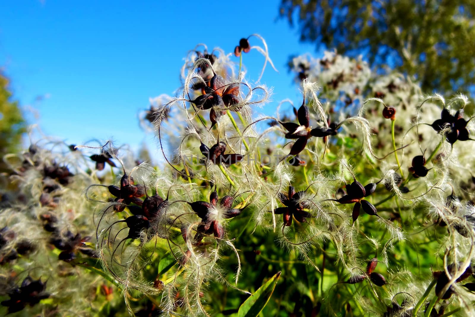 Medicinal plant in the meadow of the Burachnik family in spring or summer