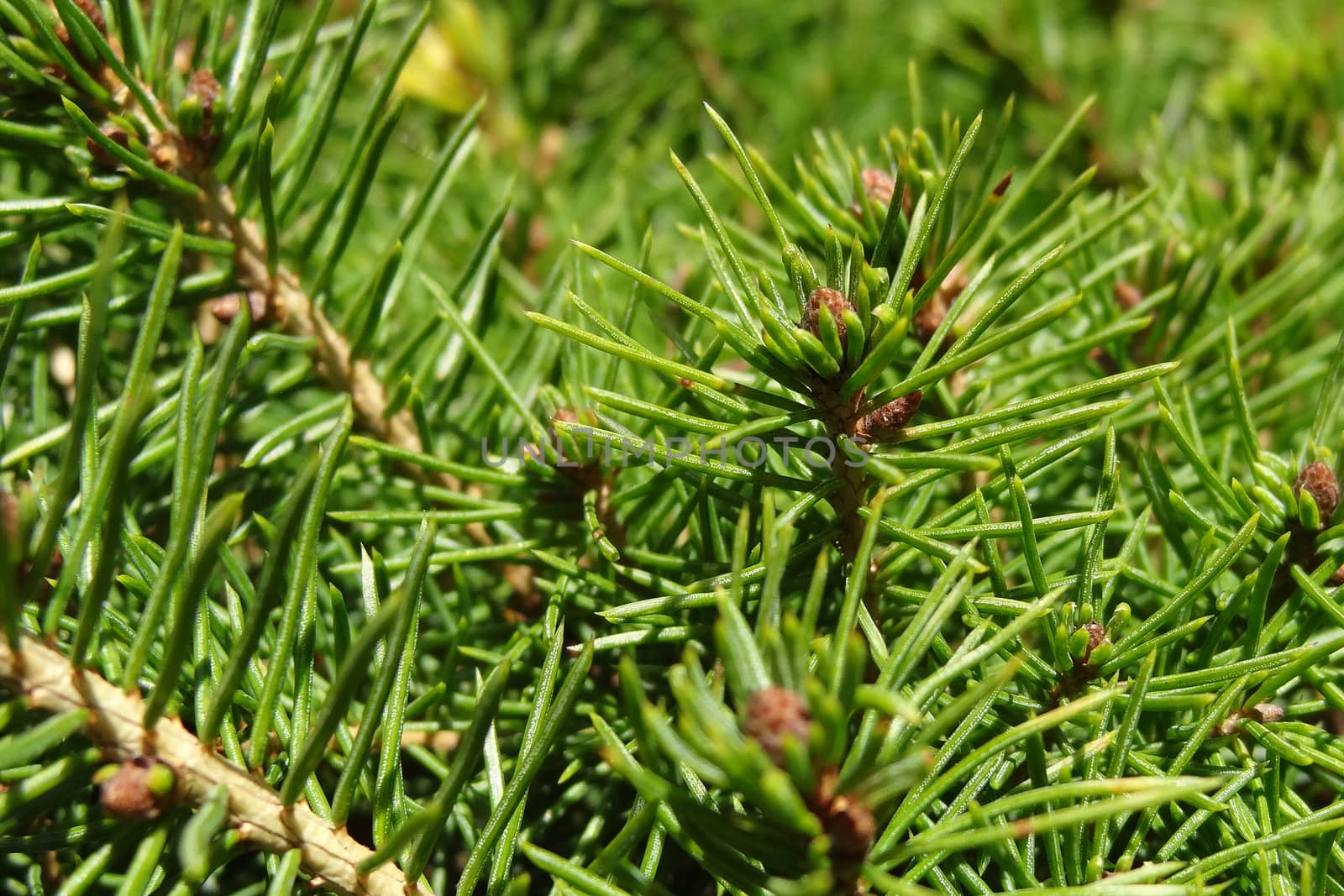 Beautiful green branches of pine or spruce, background