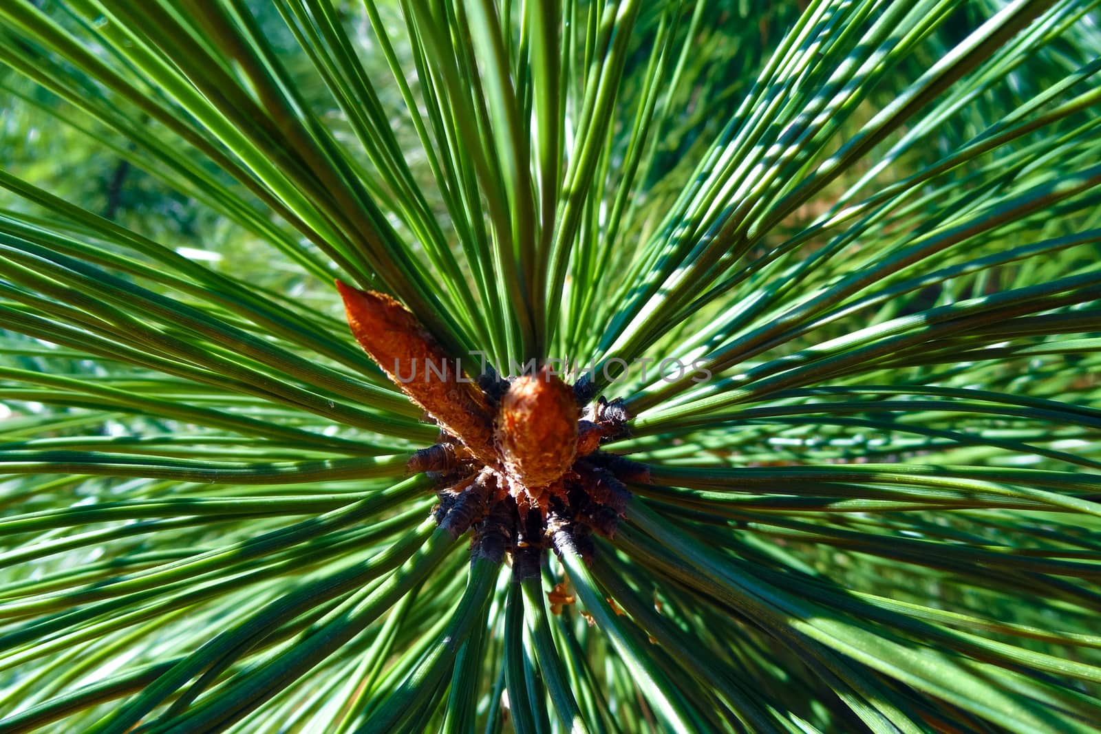 Close-up on a coniferous branch in spring on a sunny day, background, harvesting. by kip02kas