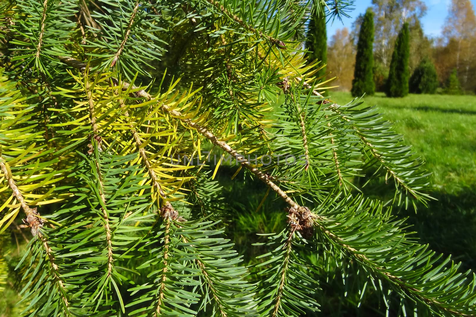 Green branches spruce in the garden in spring or summer