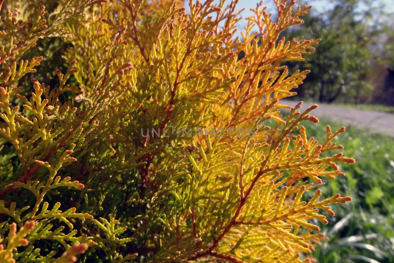 Bright cypress twigs autumn on a clear day. by kip02kas