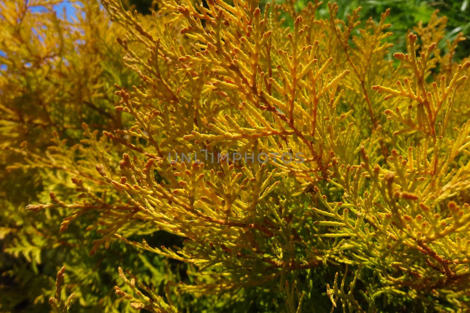 Bright juniper twigs autumn on a clear day