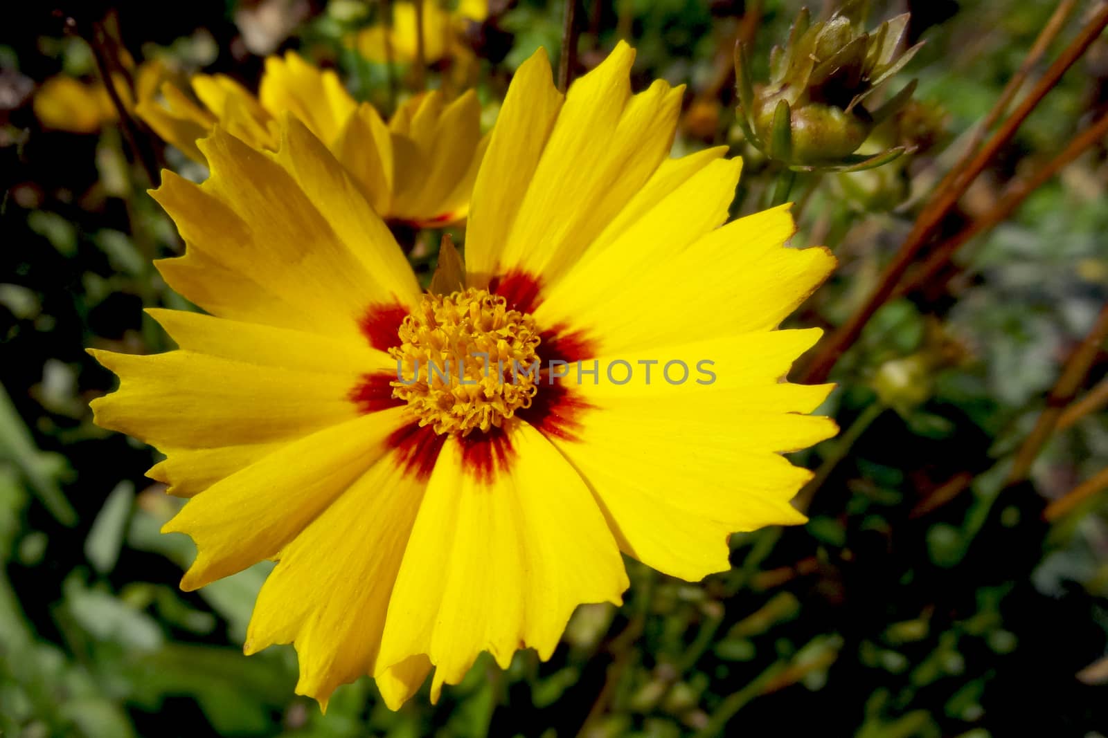 Dahlia yellow flower. Yellow dahlia flower in flower border. Dahlia Yellow star. by kip02kas