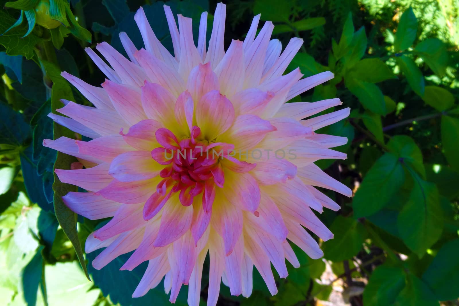 Isolated dahlia in the garden on a sunny day in summer or spring