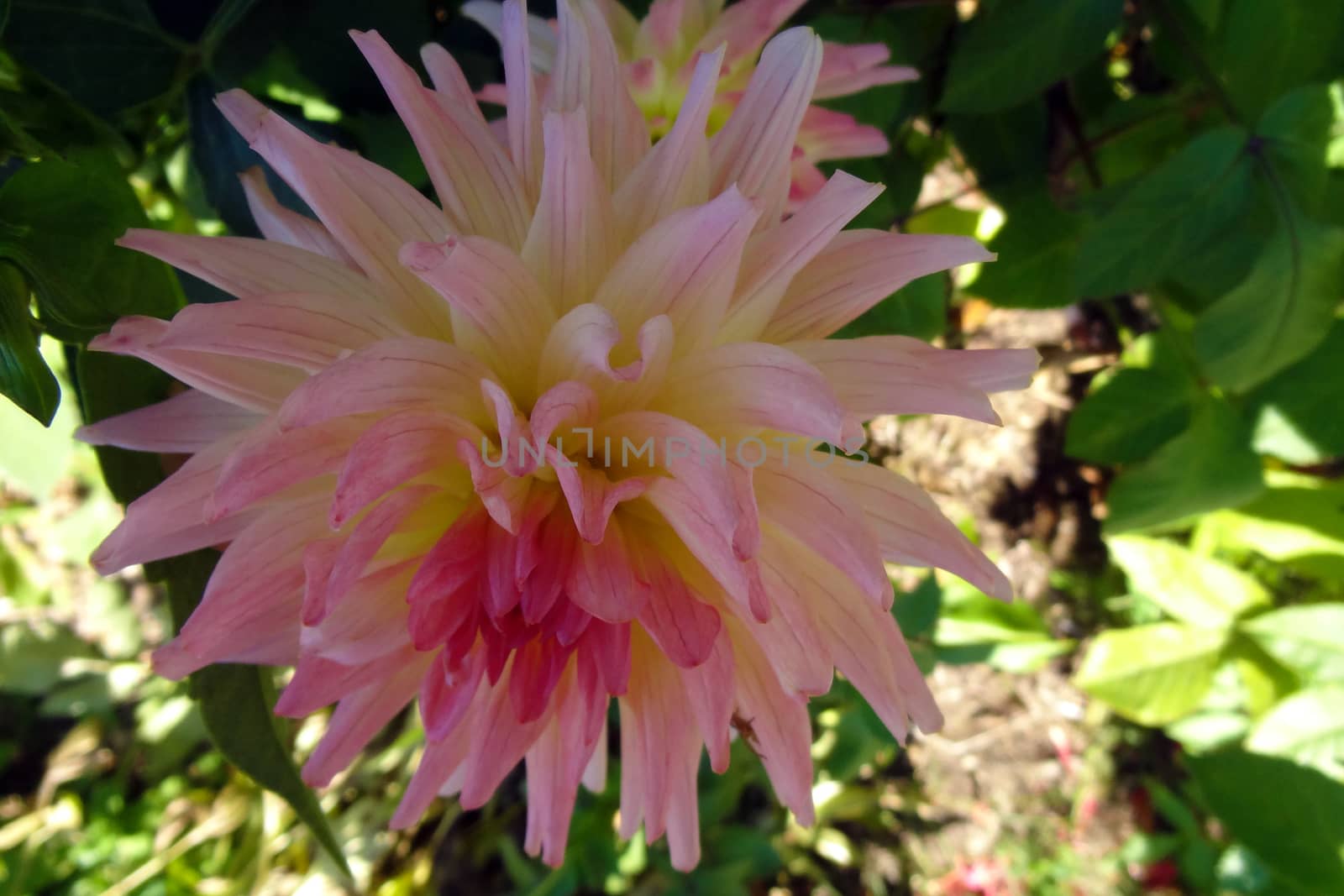 Beautiful pink dahlia flower in the garden in spring or summer