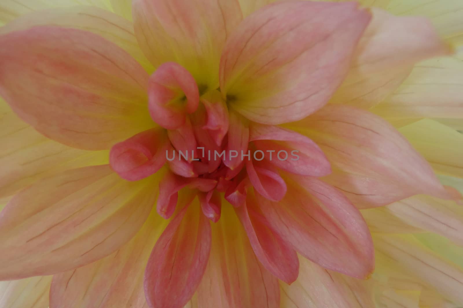 beautiful dahlia flower in the garden, dahlia macro, dahlia in the garden in autumn, spring