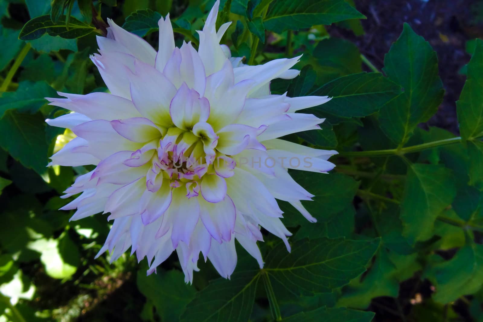 White dahlia bud in the garden in spring or summer