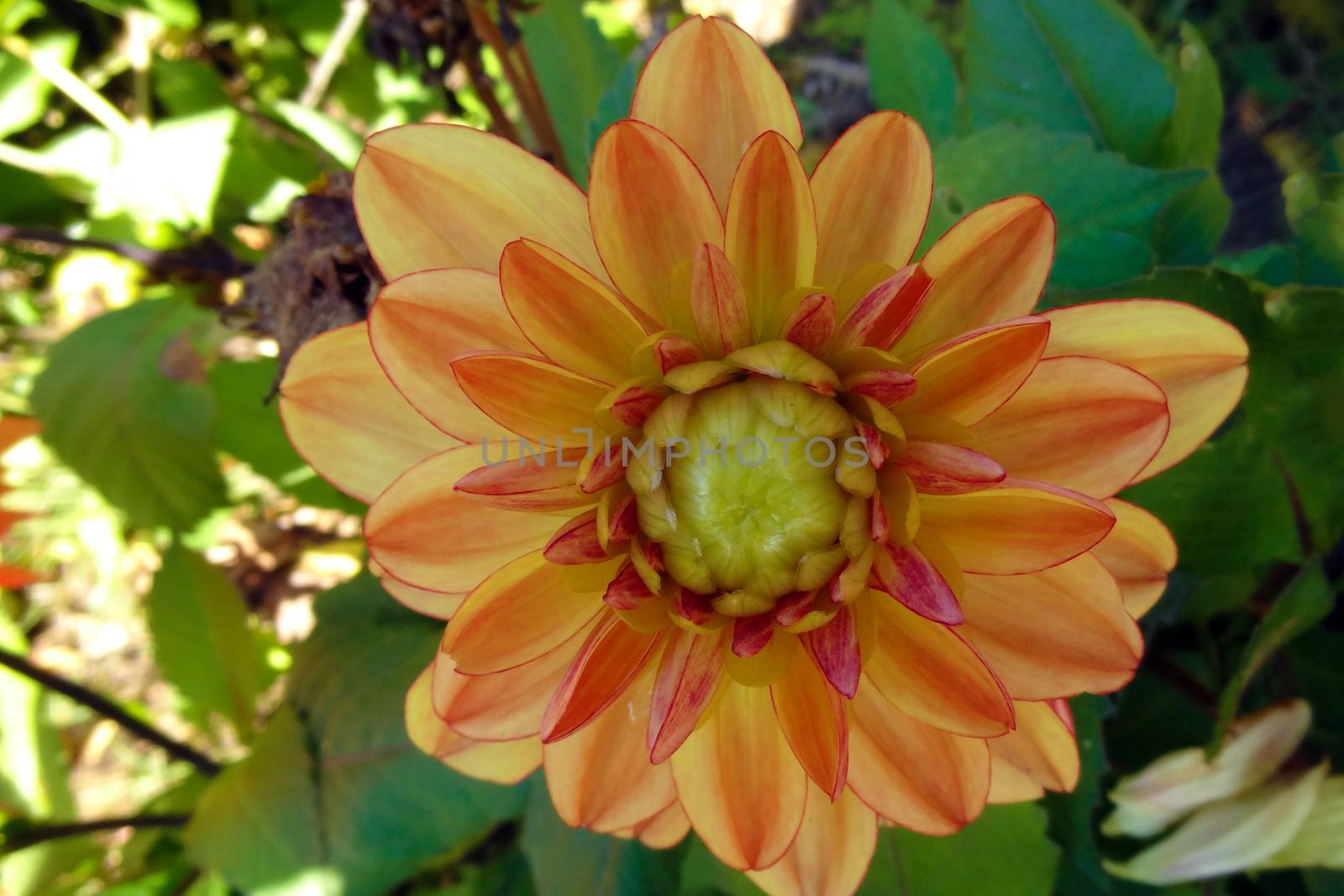 Dahlia photo emphasizes texture, contrast and intricate abstract floral patterns
