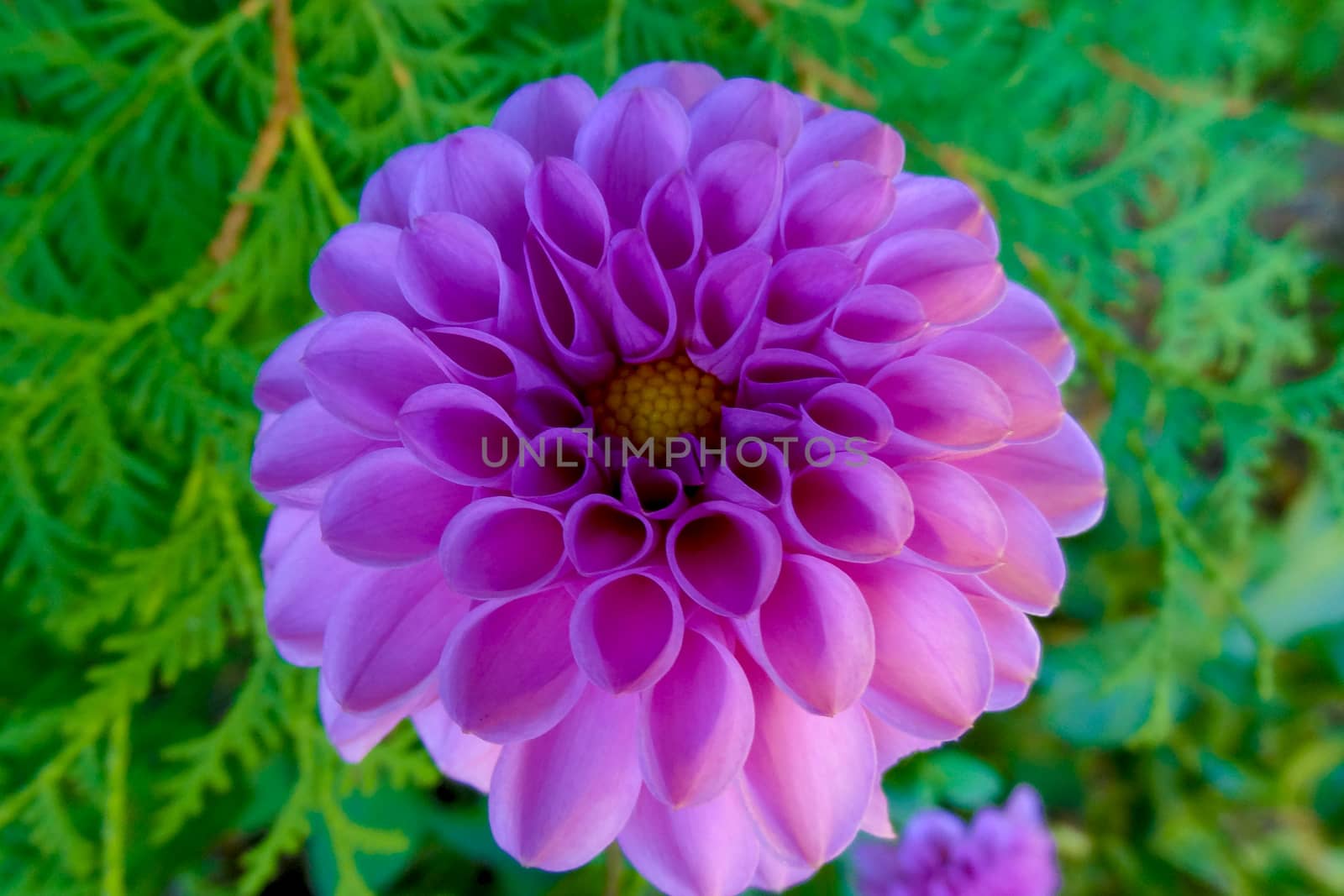 Pink dahlia with green background in the garden in spring and summer. by kip02kas