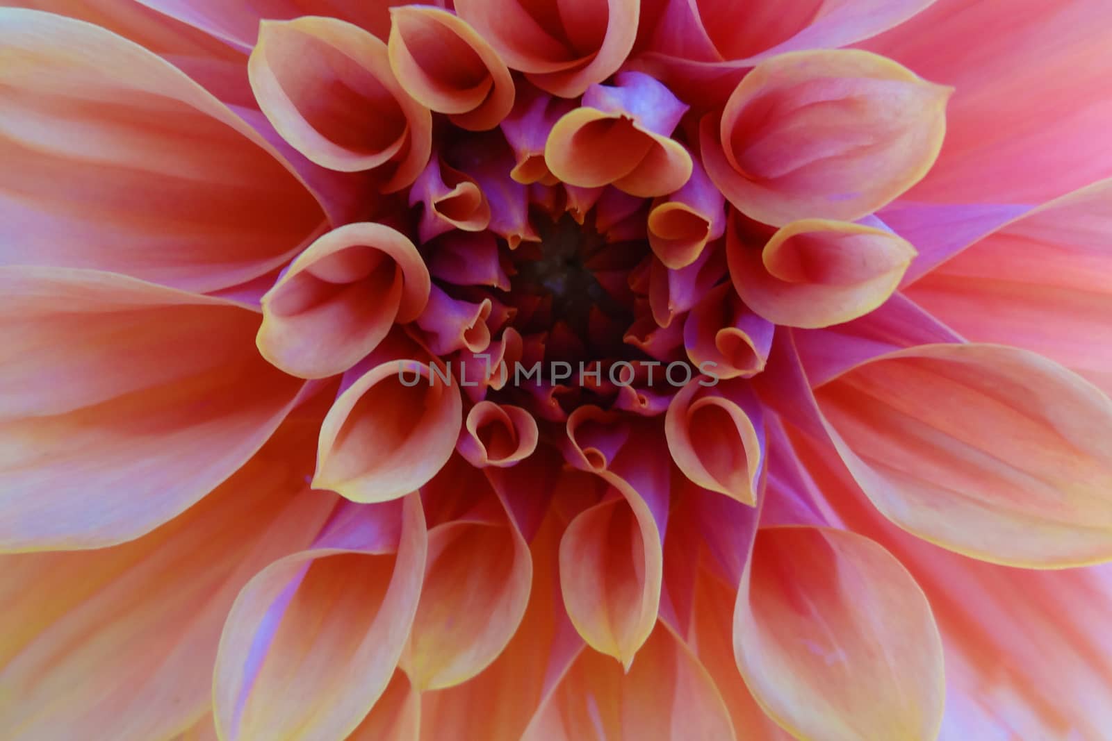 Beautiful pink dahlia flower. Isolated, Close-up Background