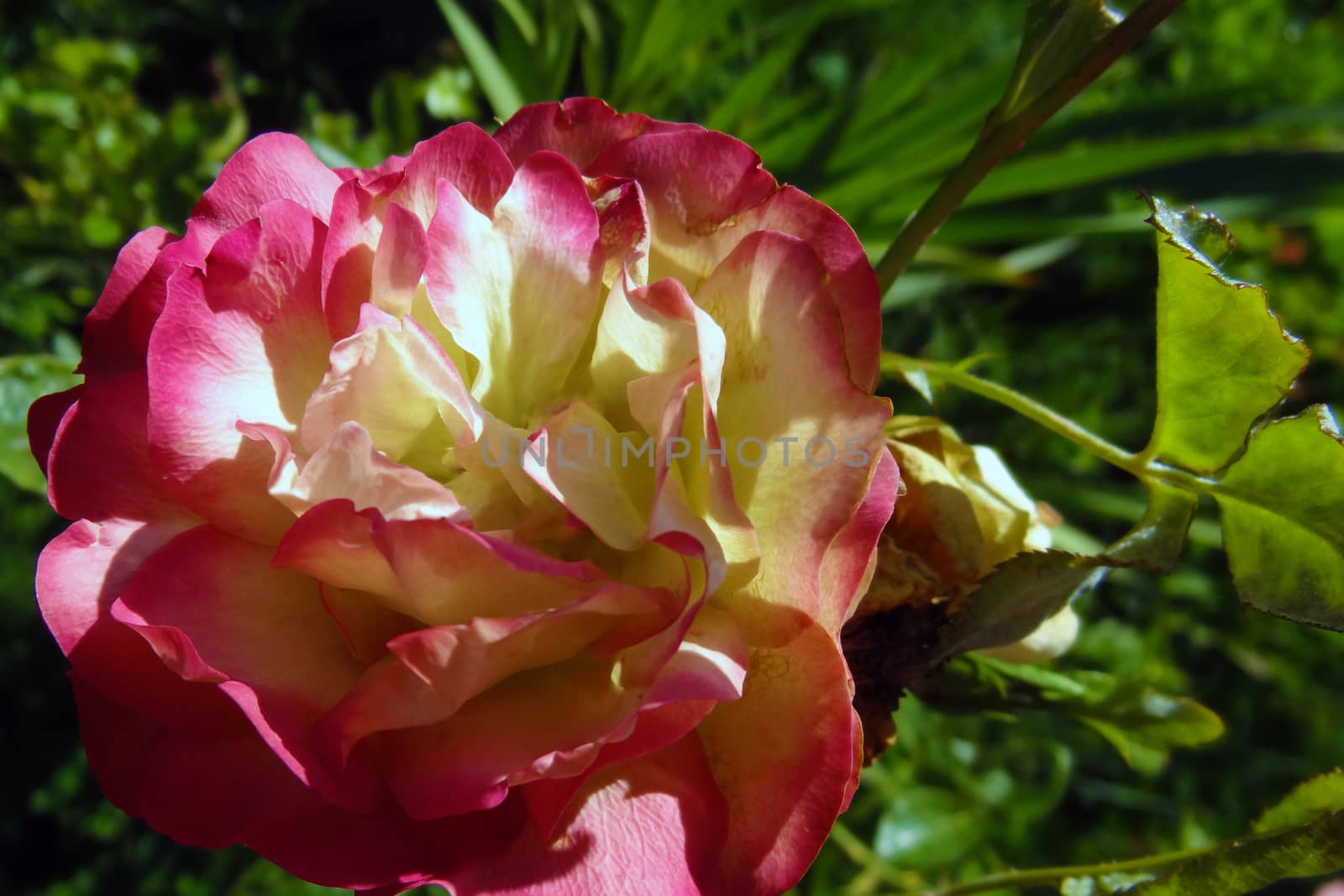 Beautiful bright rose in the garden in spring or summer
