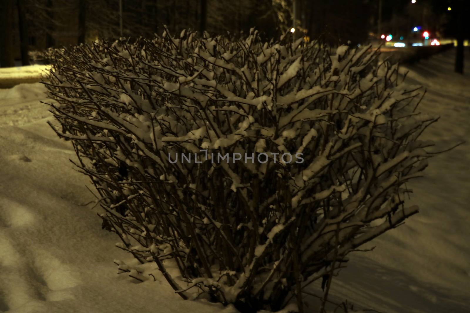 Bushes with snow and frost in the city park at night