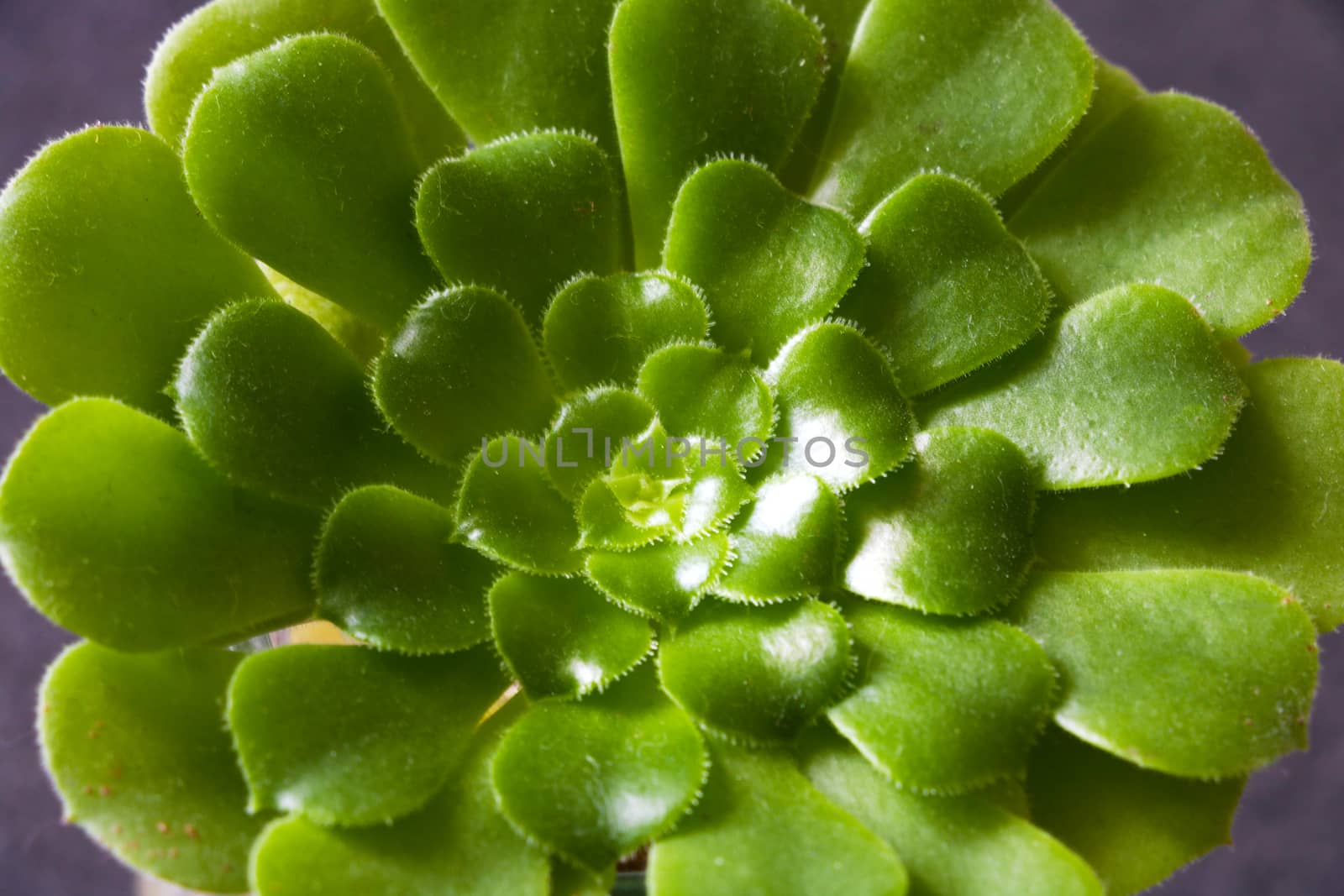 Close up view on cactus plant under soft light