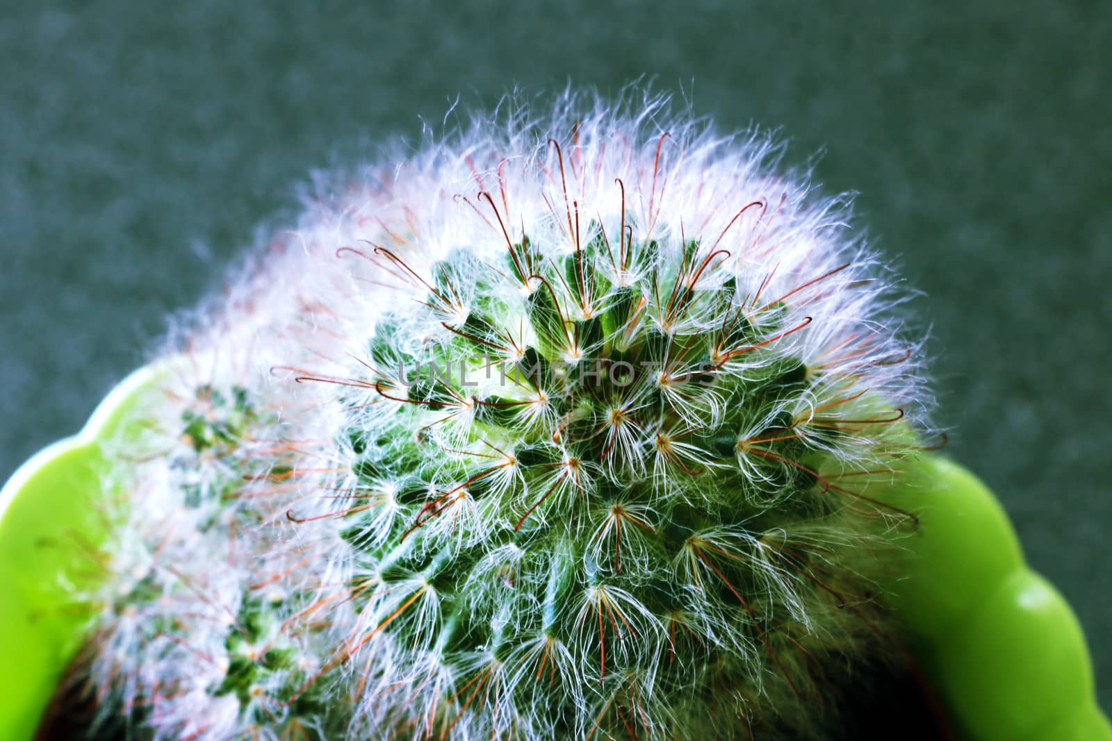 Close-up of golden ball cactus, top view. by kip02kas