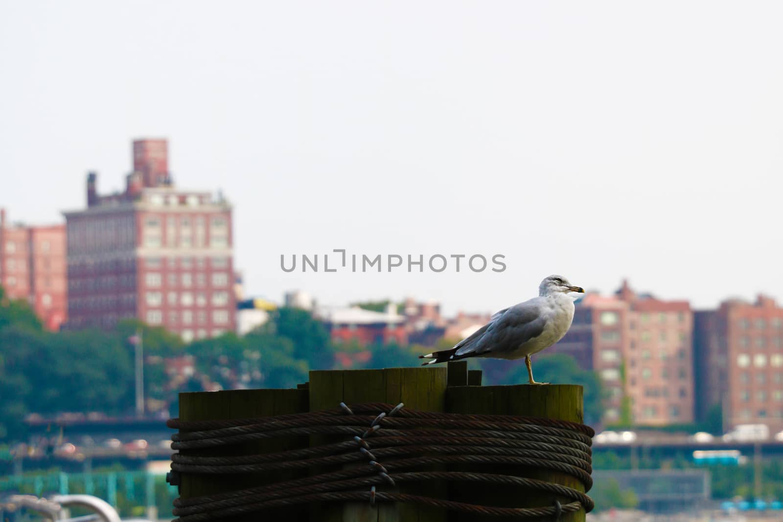 Seagull on a background of skyscrapers in Brooklyn, New York