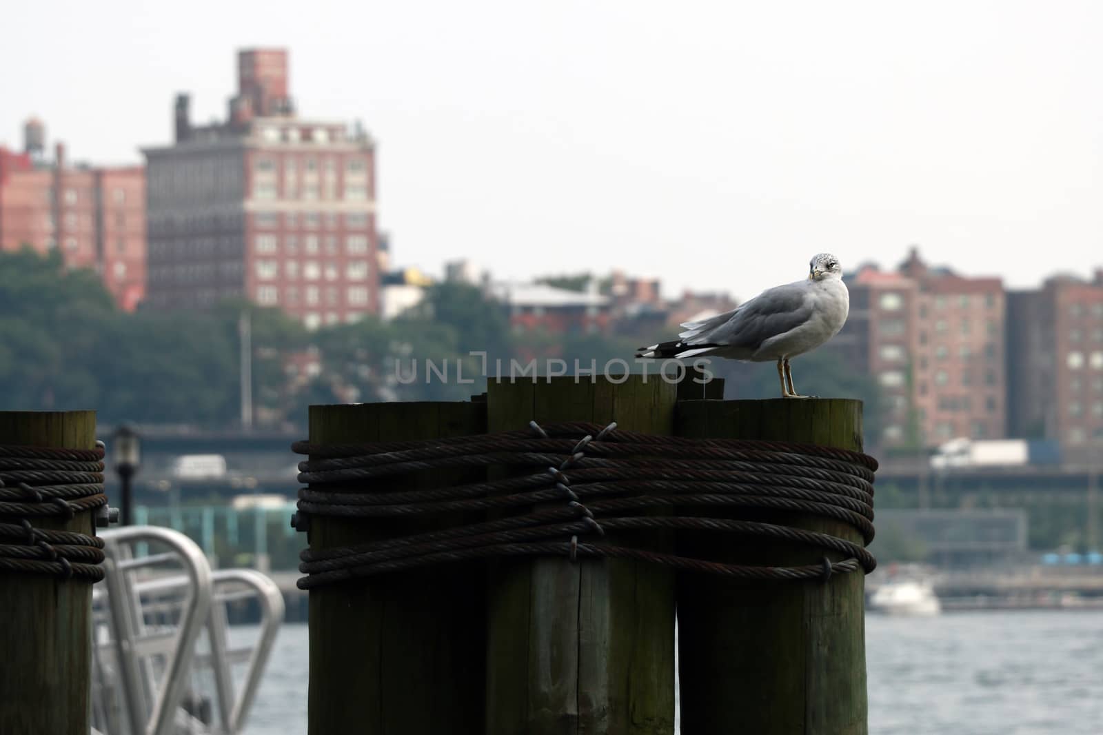 Seagull with Manhattan skyline and Brooklyn bridge in background, New York City