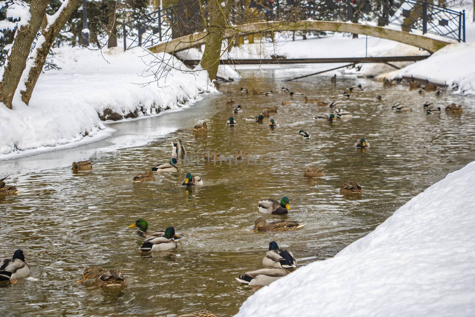 A large group of mallard ducks swim in the cold water of a pond on a sunny winter day in rural Wisconsin in the winter season by kip02kas