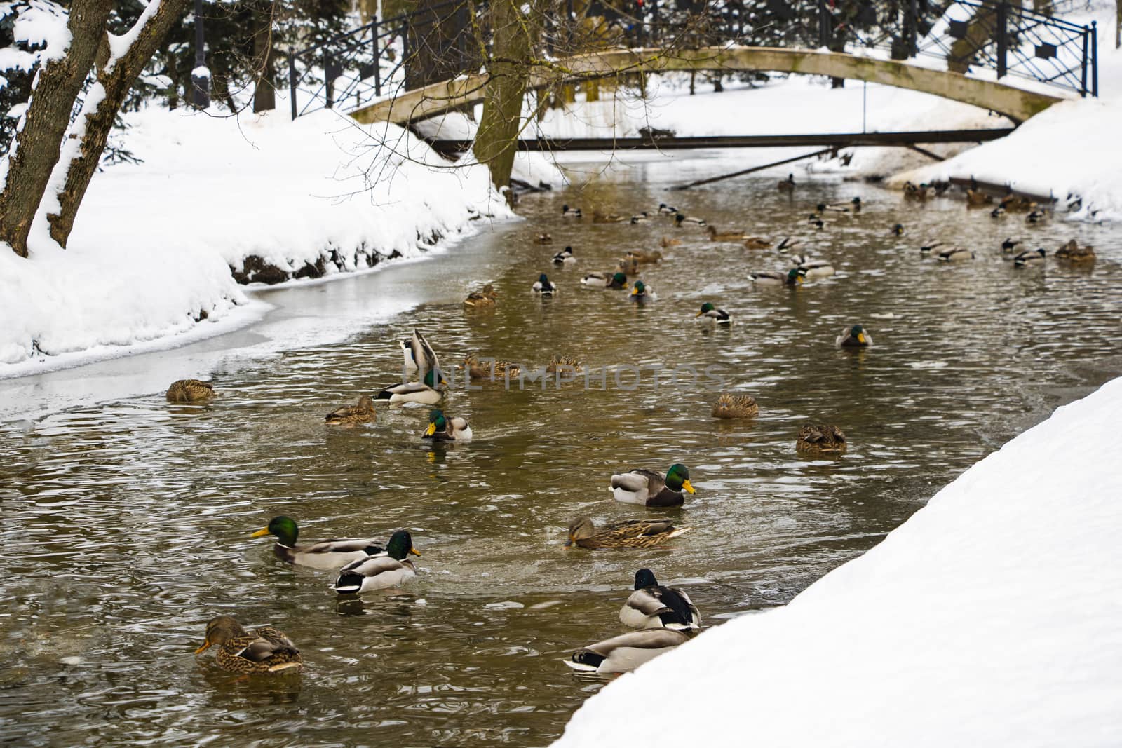 Ducks in the water. Ducks swim in the pond. by kip02kas