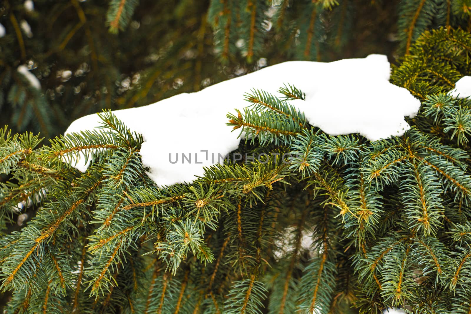 Fir branch in snow isolated on the white background. by kip02kas