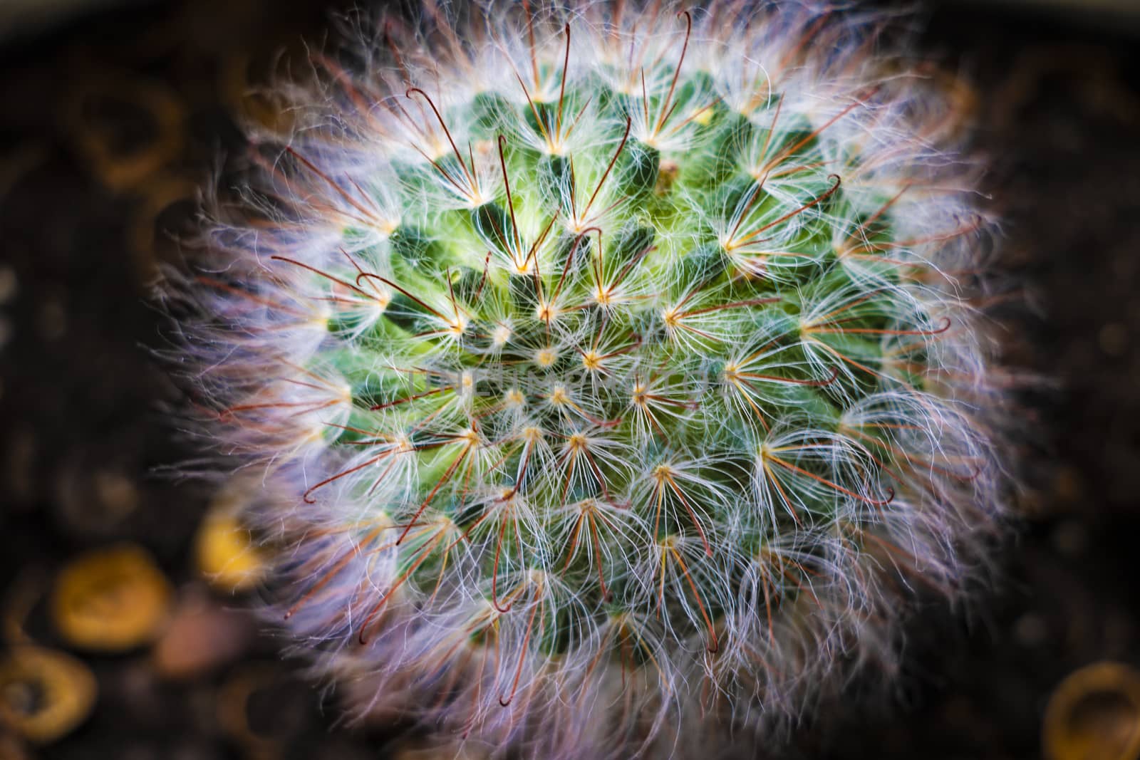 Single barrel cactus, top view. Close up cactus, texture detail by kip02kas