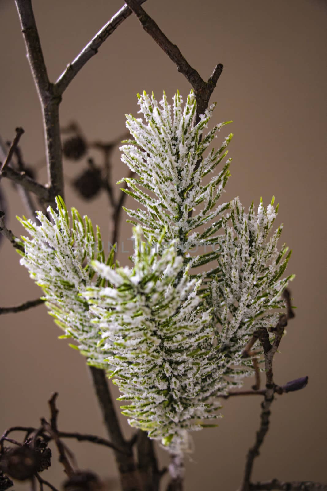 decorative sprig of spruce in the snow