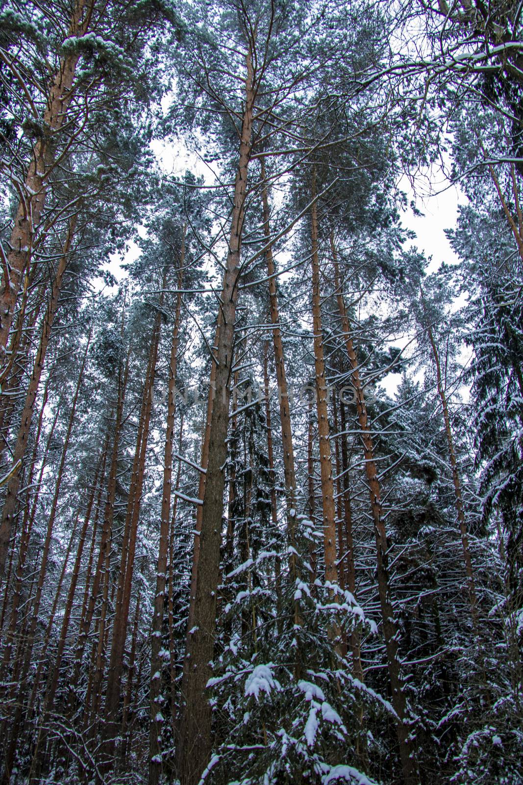 Snow covered trees in the winter forest with road