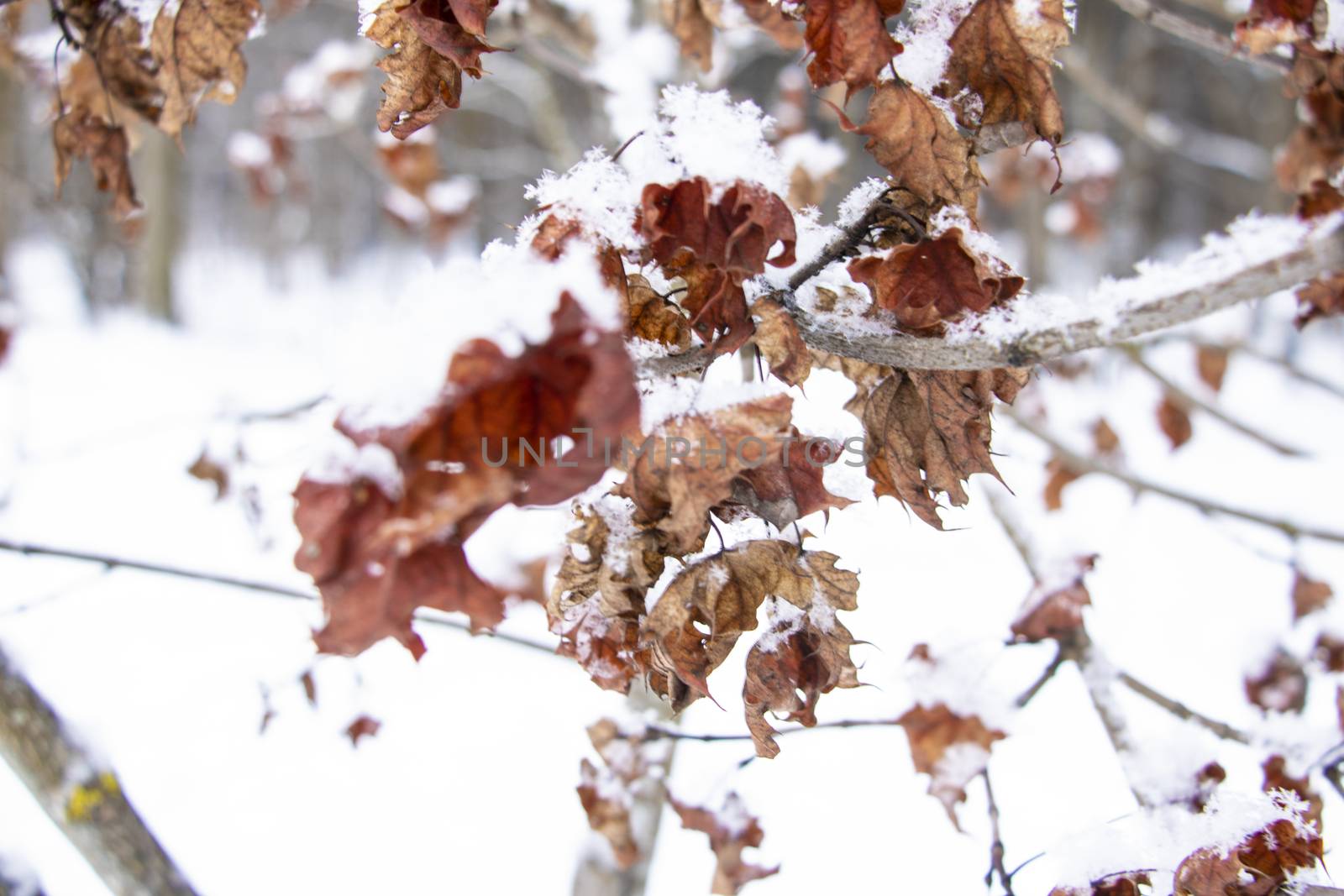 Beech tree leaf covered with snow. Fresh snow on withered leaves. Season winter