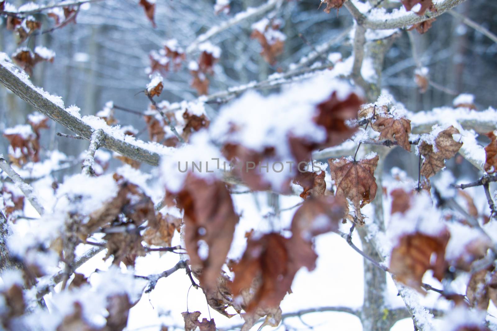 Beech tree leaf covered with snow. Fresh snow on withered leaves. Season winter