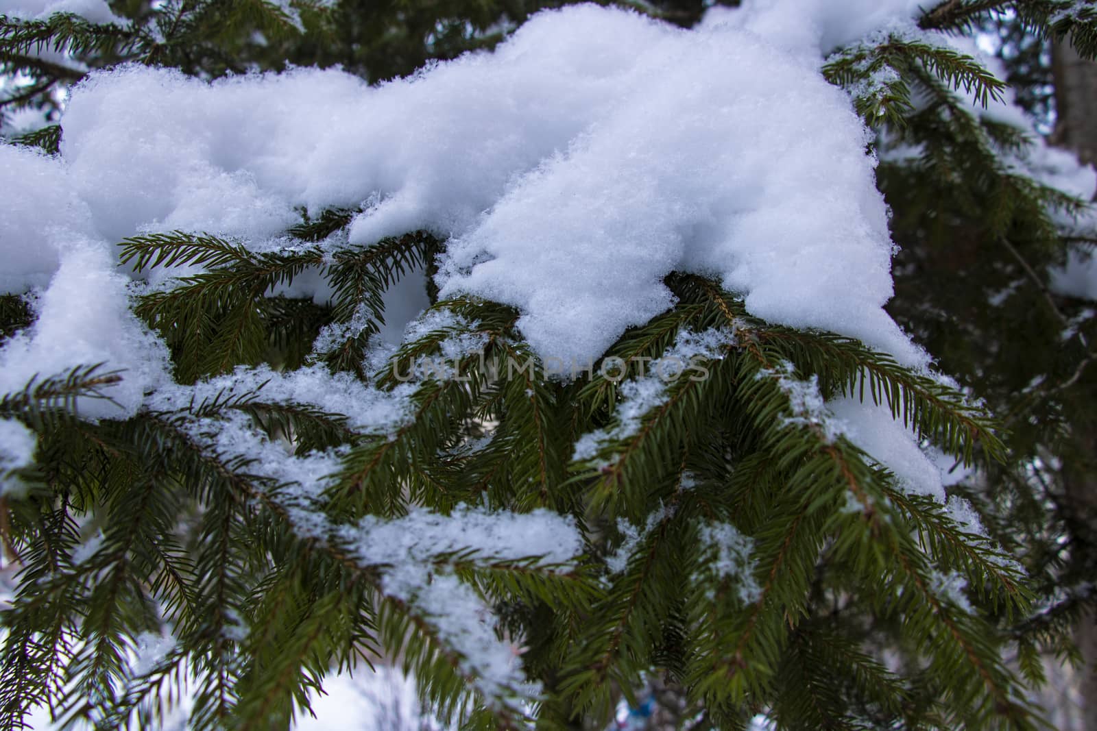 Christmas evergreen spruce tree with fresh snow on white