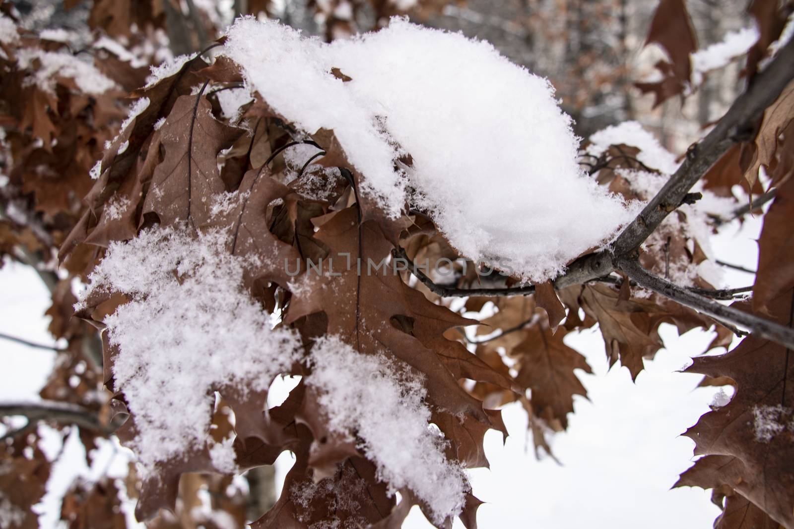 Brown oak tree leaves covered with hoarfrost. Close-up