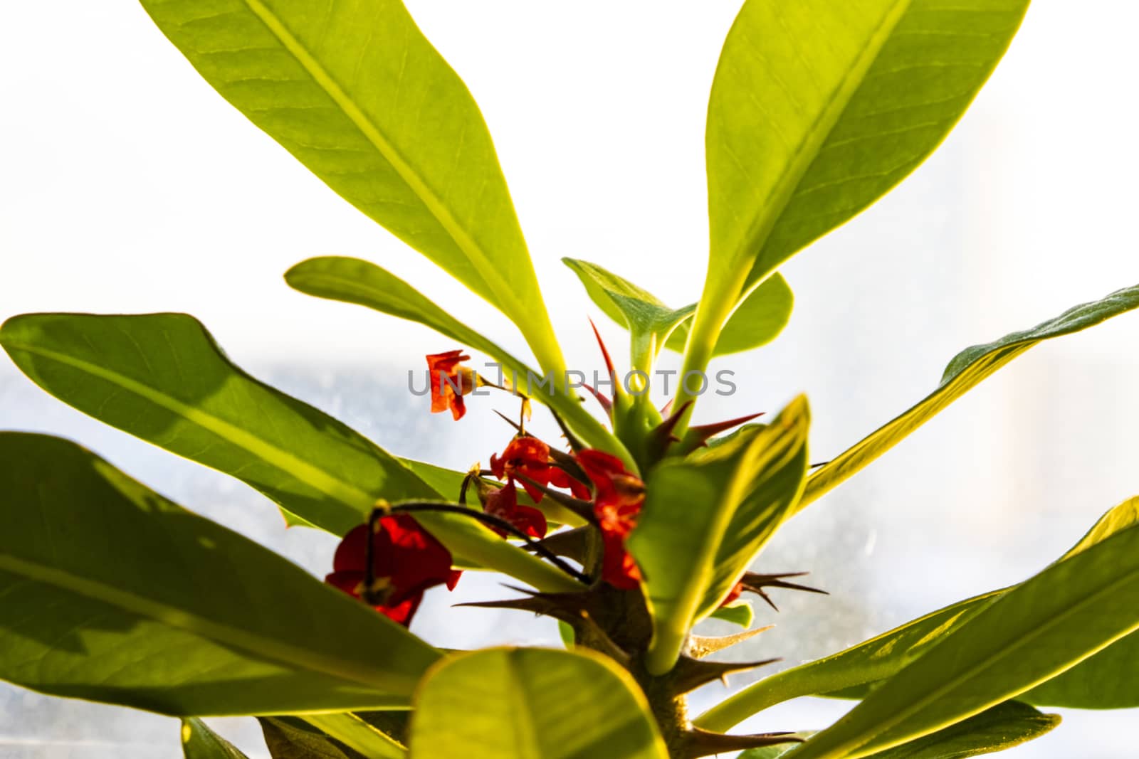 view of the young leaves of the flower, spring or summer