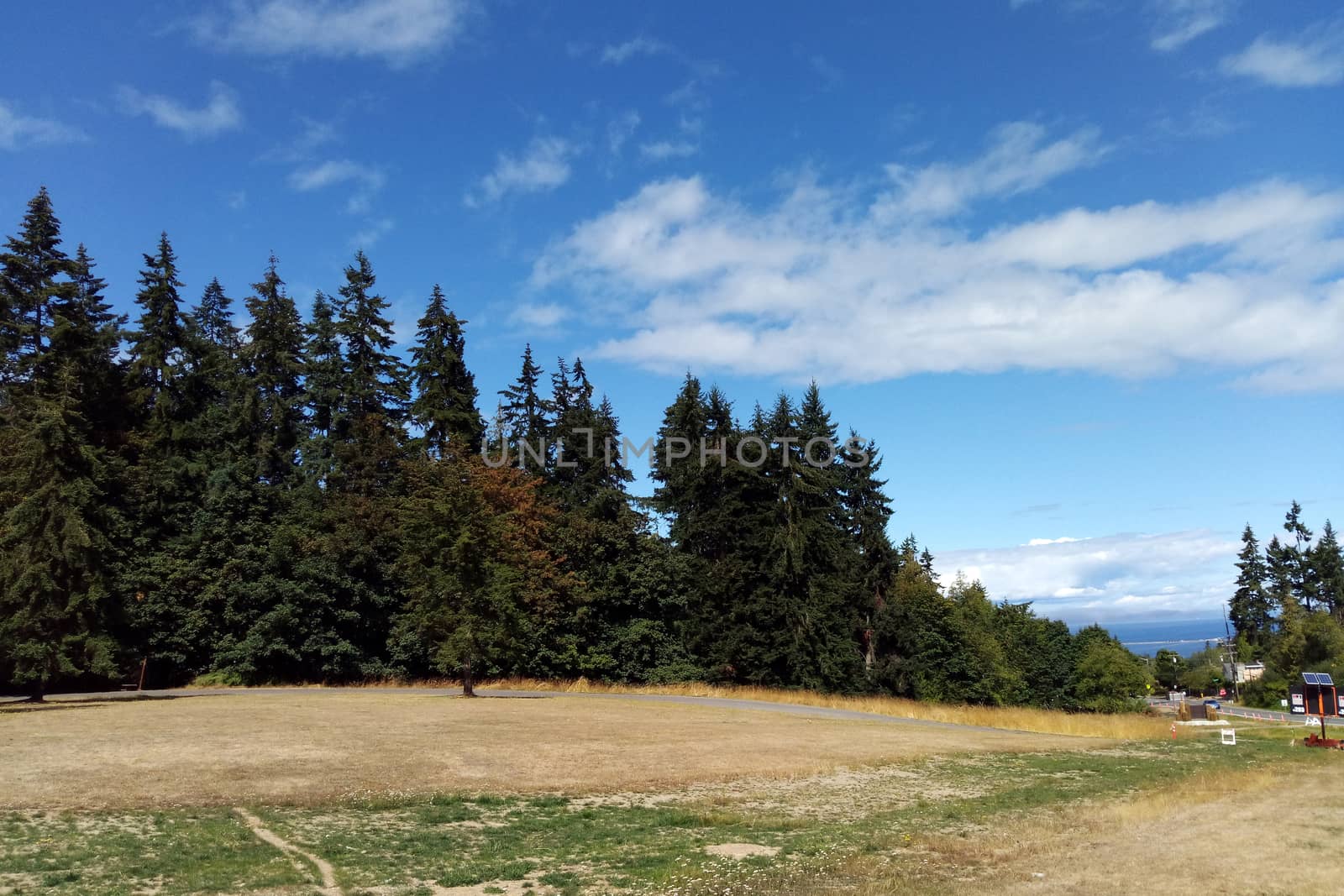 Trees high in the mountains on a sunny day