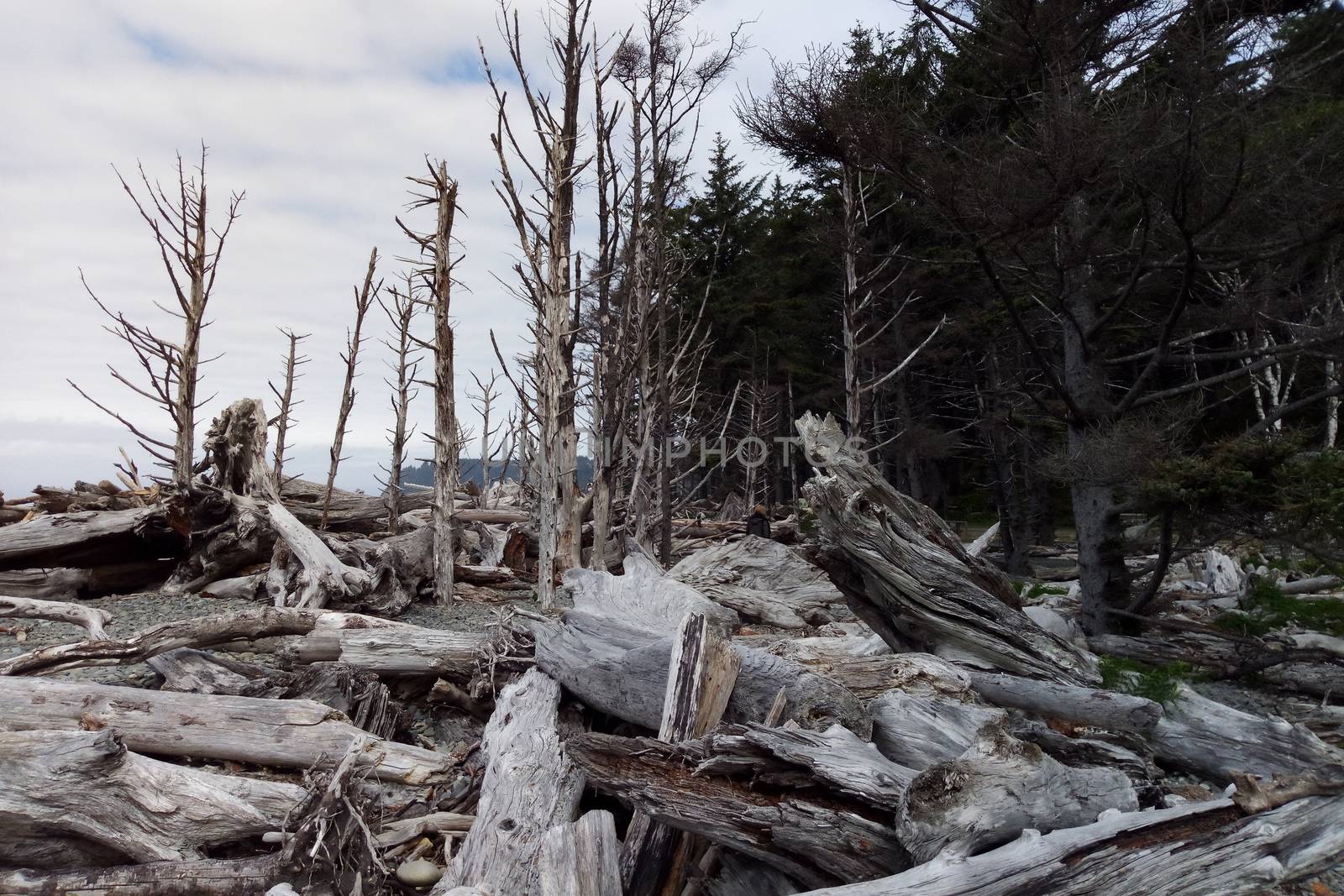 Landscape of Second Beach at Olympic National Park near Seattle, Washington State. by kip02kas