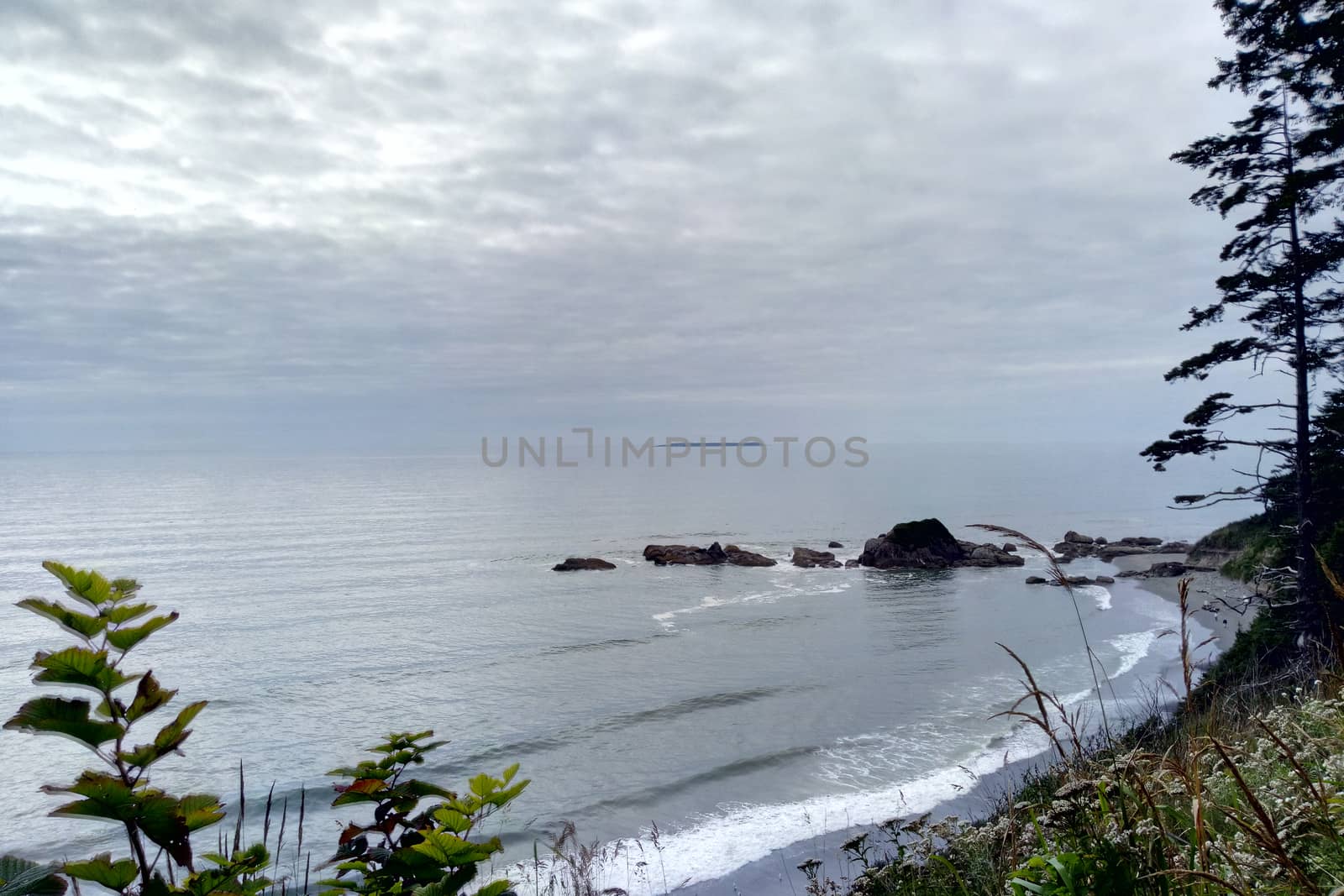 Rocky Beach West Coast . Trees growing on boulder. by kip02kas