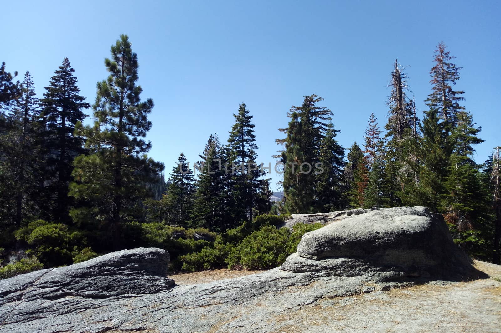 View of the forest in Yosemite Park on a sunny day