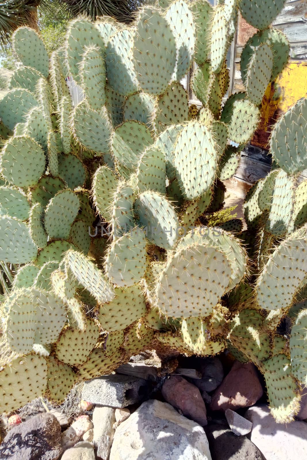 Cactus texture background. Cactus in the desert