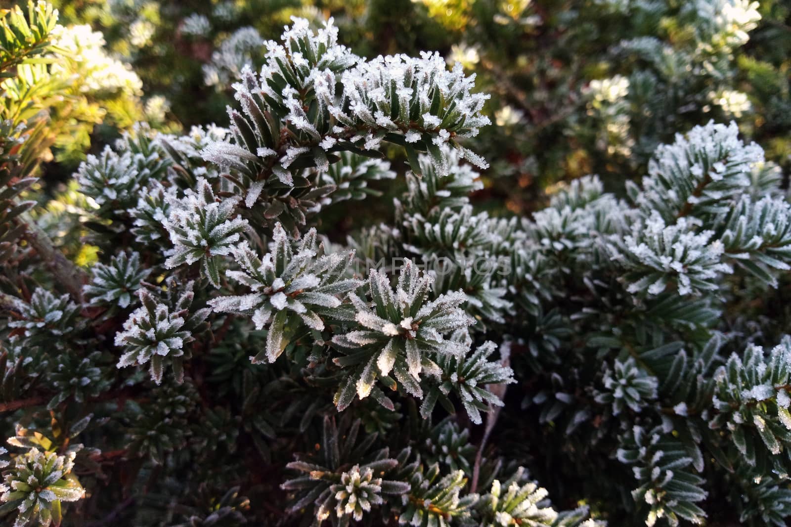 The plant is covered with ice on a frosty cold morning