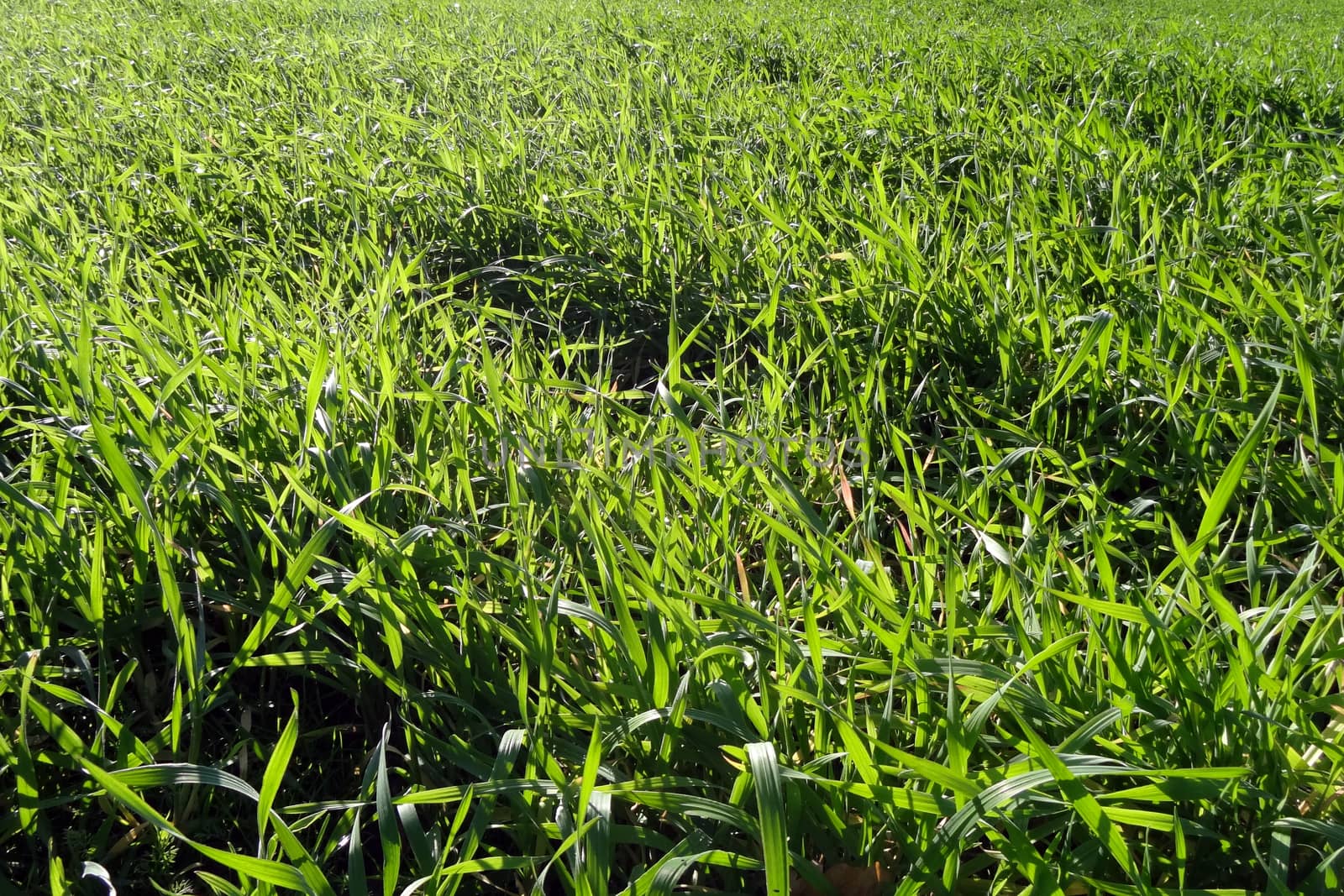 Young green grass in spring or summer, background, pattern