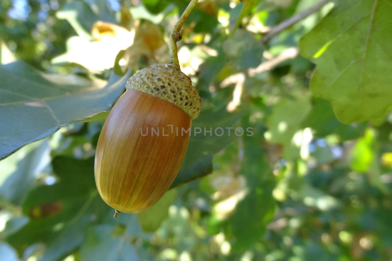 Ripe acorn on a sunny day. Acorns are an ingredient for making acorn bread or cake and acorn coffee from it