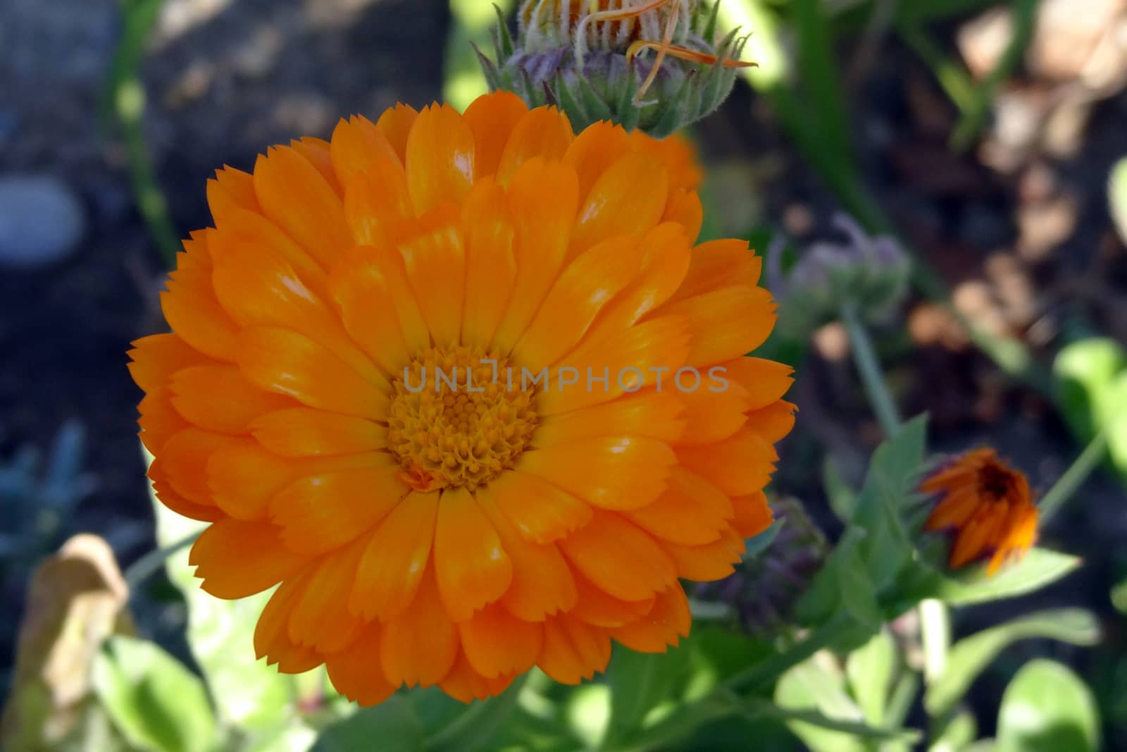 Closeup of beautiful orange marigold flower. Calendula